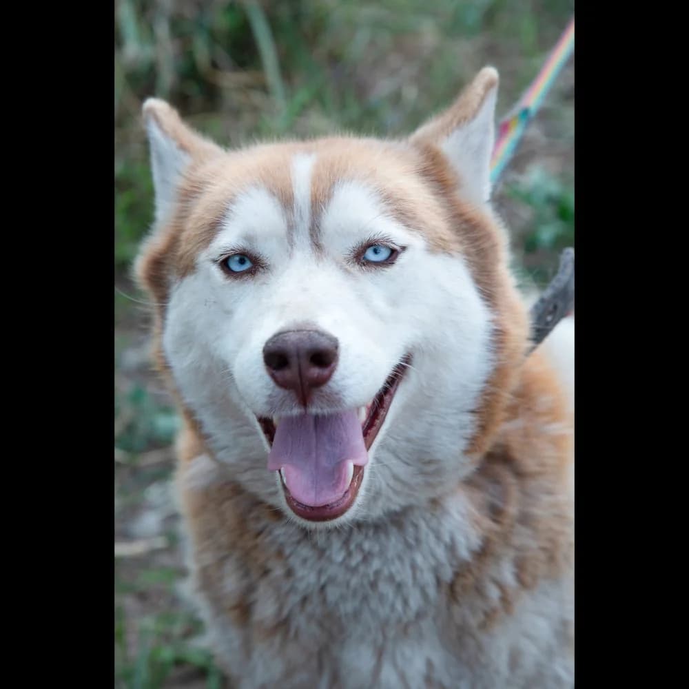 Bella, Husky (description)