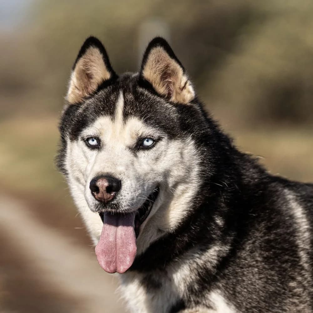 Cooper, Husky (description)