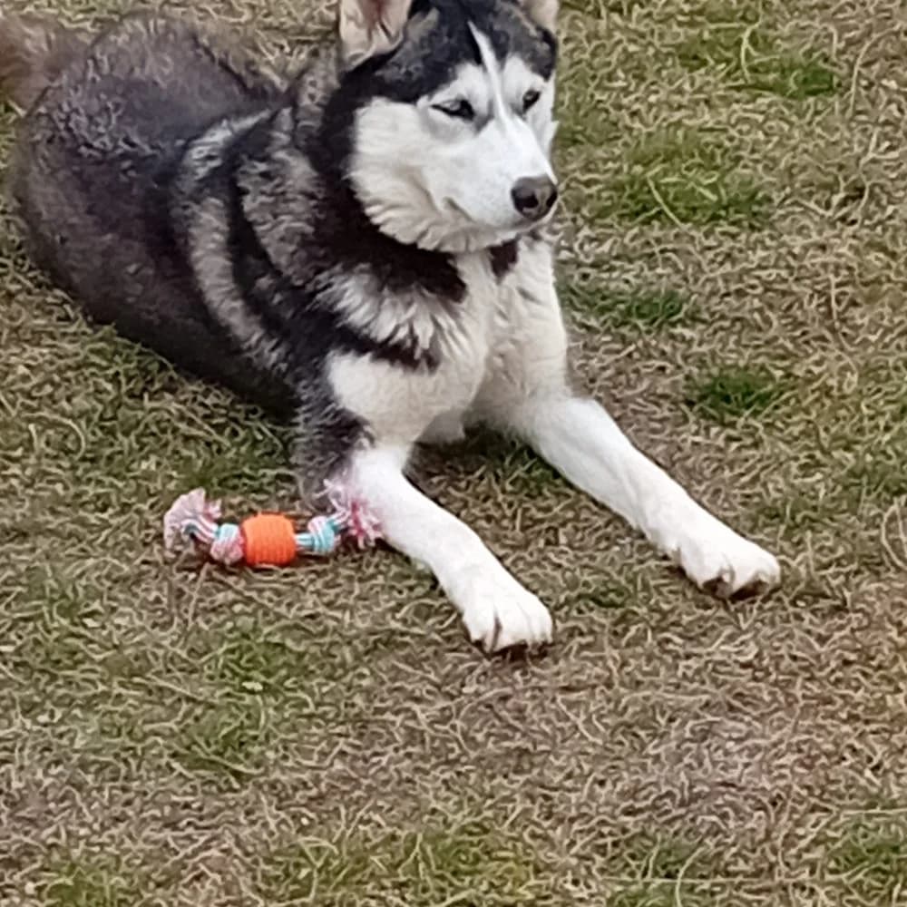 Kyra- közvetített, Husky (description)