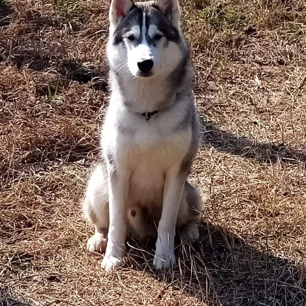 Togó-közvetített, Husky (description)