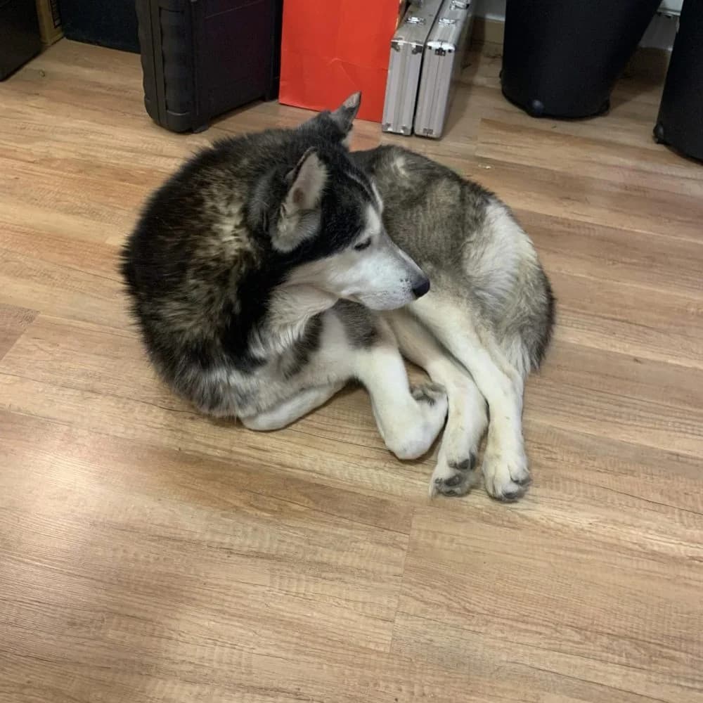 Axel-közvetített, Husky (description)