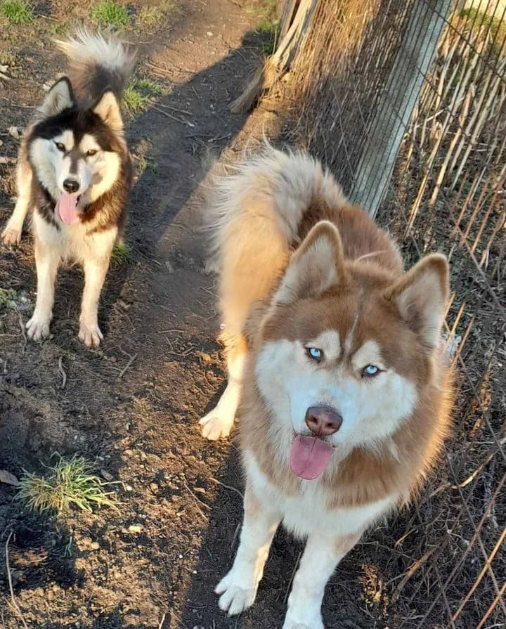 Mex és Maya-közvetített, Husky (description)
