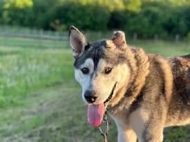 Füles Matyi-közvetített, Husky (description)