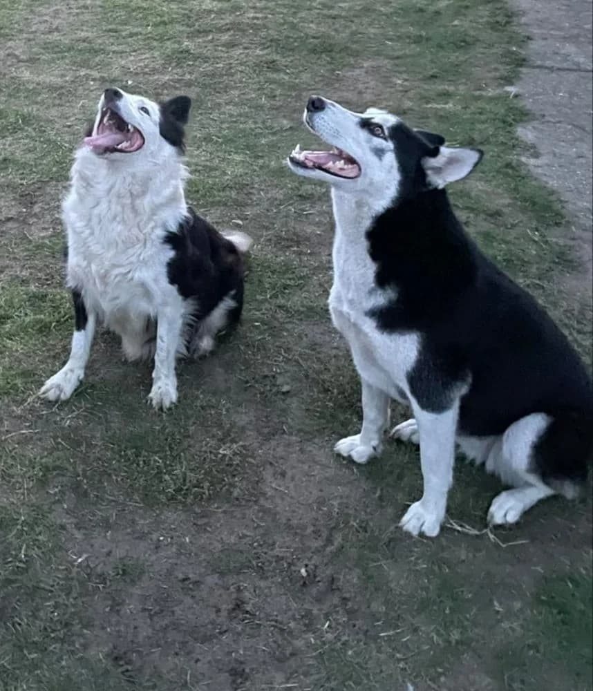 Luna és Lara-közvetített, Husky (description)