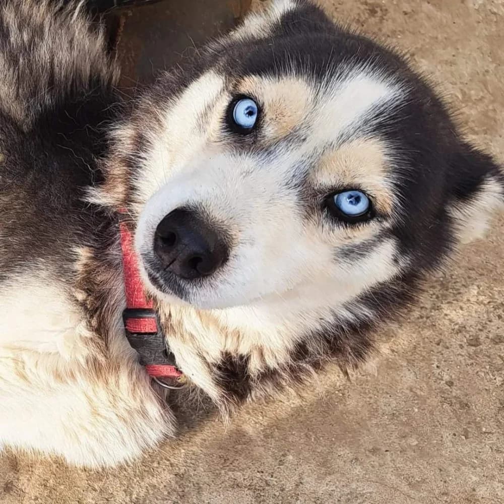 Léna-közvetített, Husky (description)