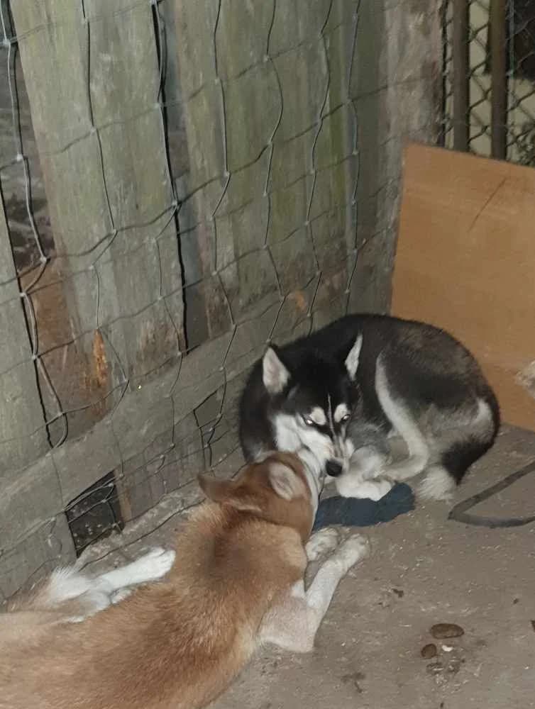 Zeusz-közvetített, Husky (description)
