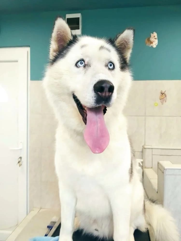 Freki-közvetített, Husky (description)