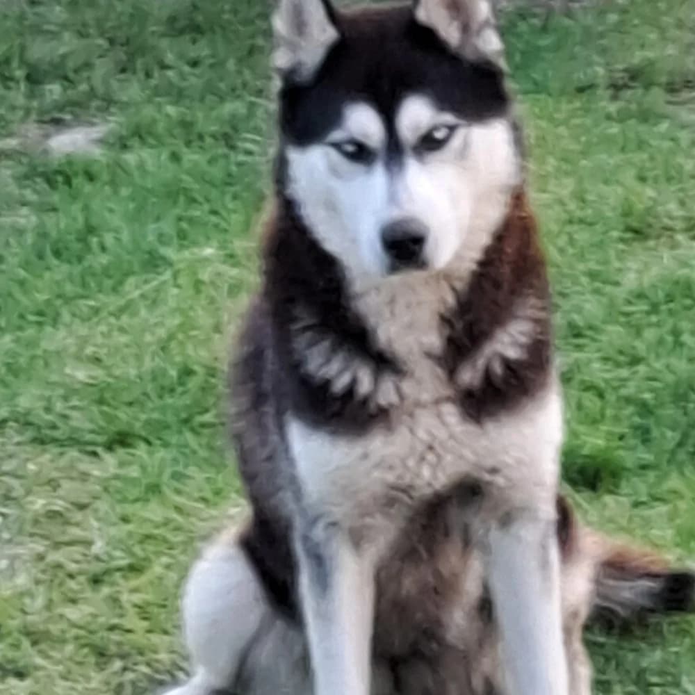 Nàrcisz-közvetített, Husky (description)