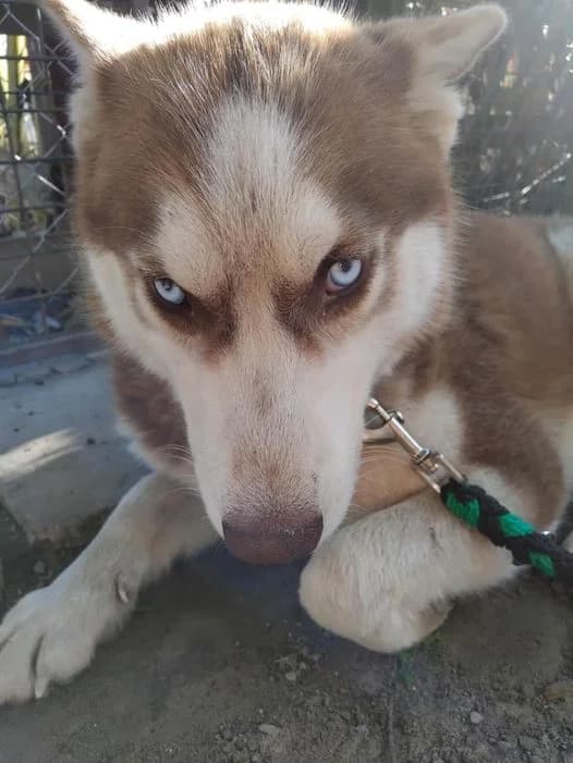 Ben, Husky (description)