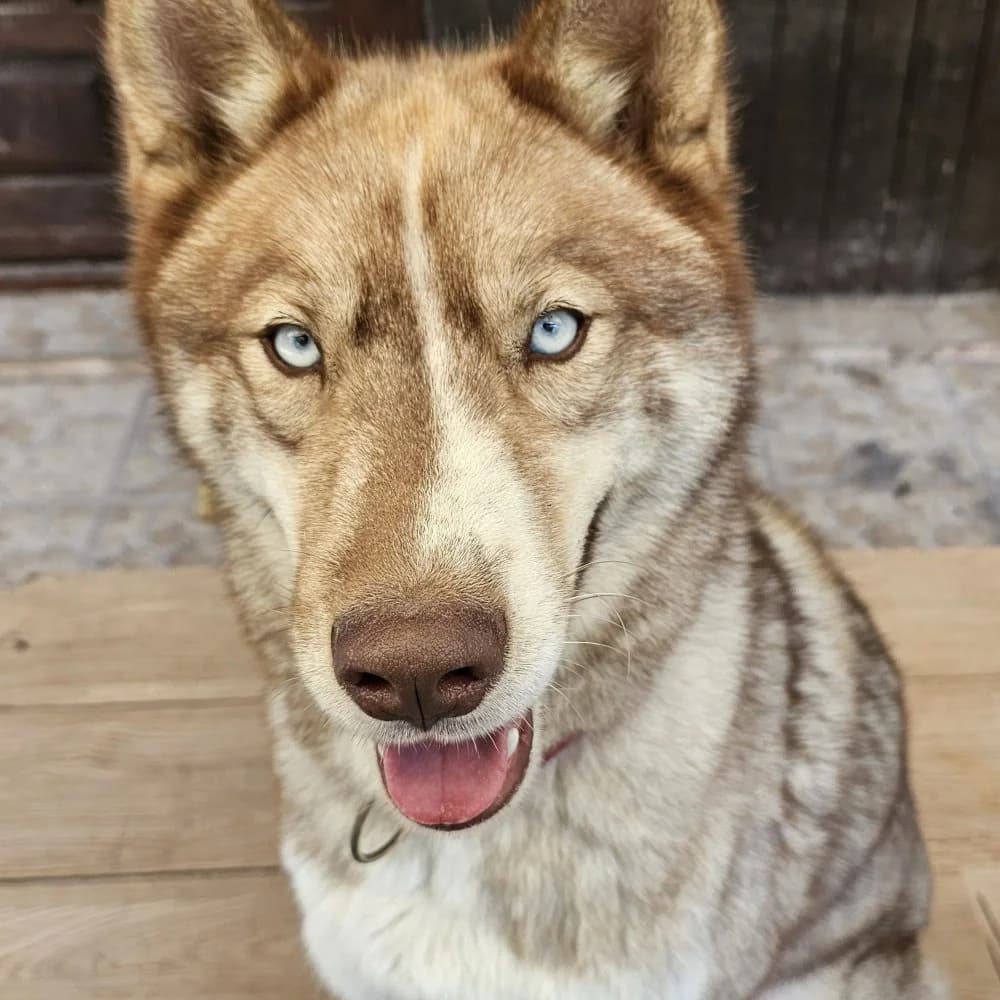 Zeusz-közvetített, Husky (description)