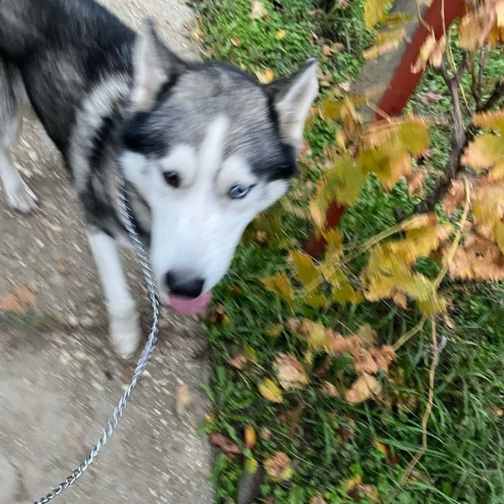 Rocky-közvetített, Husky (description)