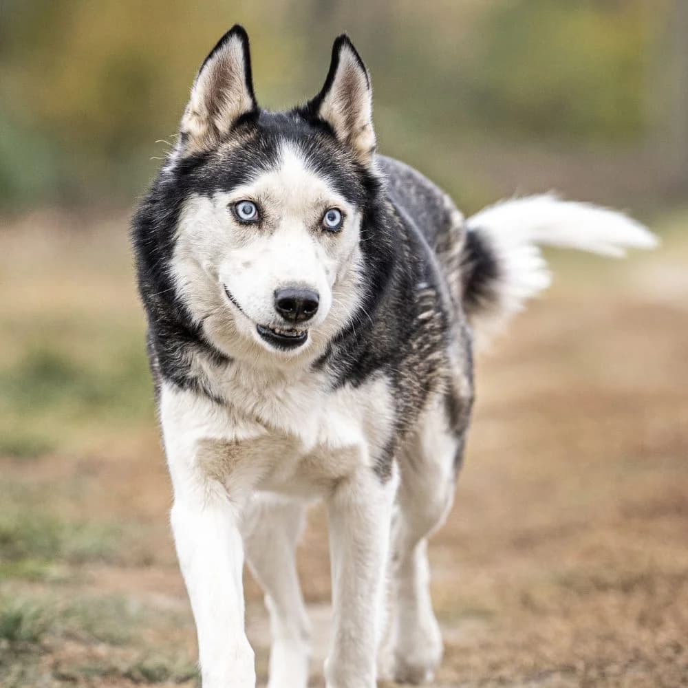 Molly, Husky (description)
