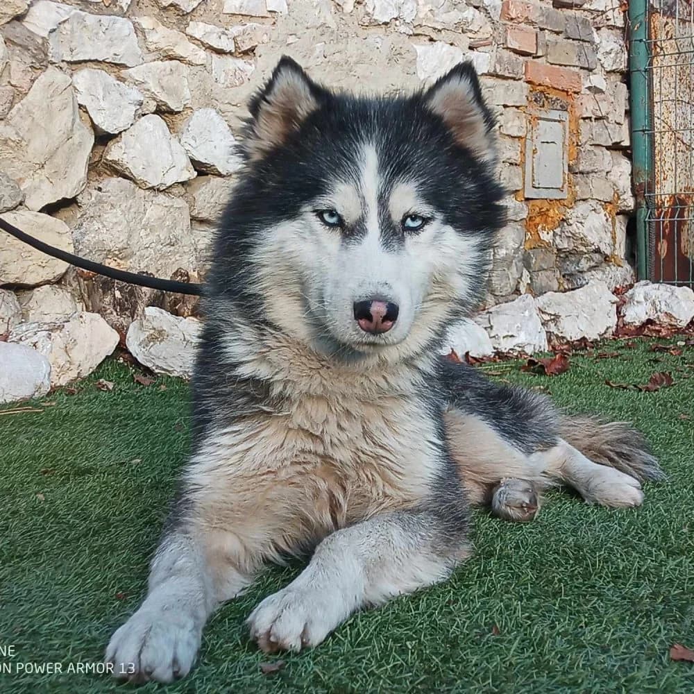Sonic, Husky (description)