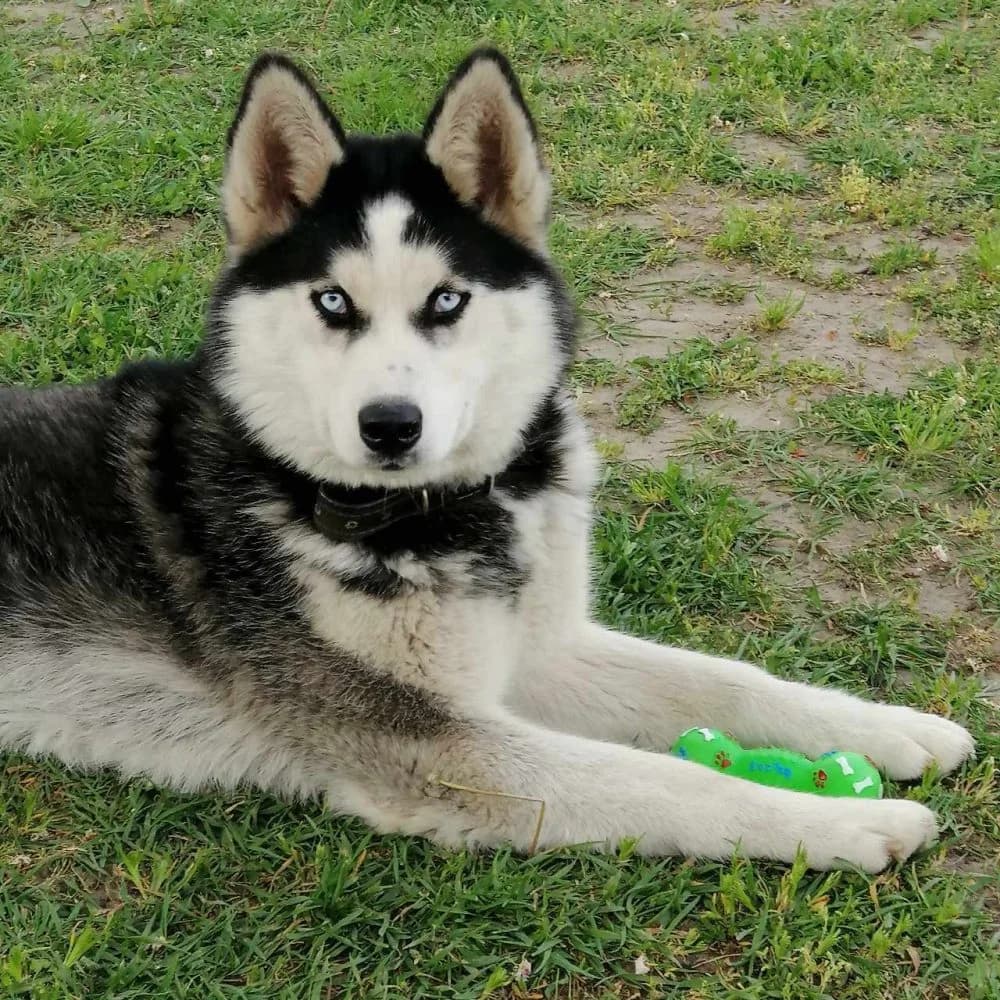 Szkádi-közvetített, Husky (description)