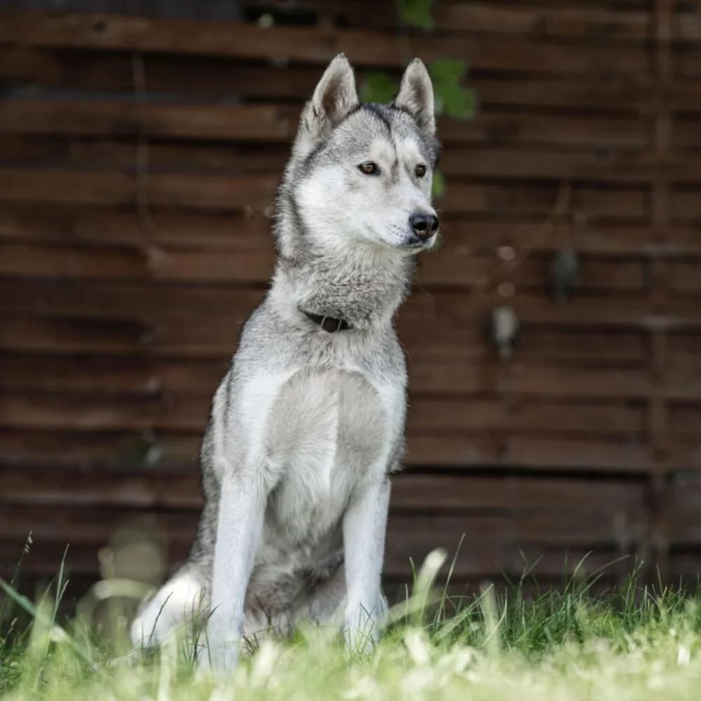 Dessy, Husky (description)