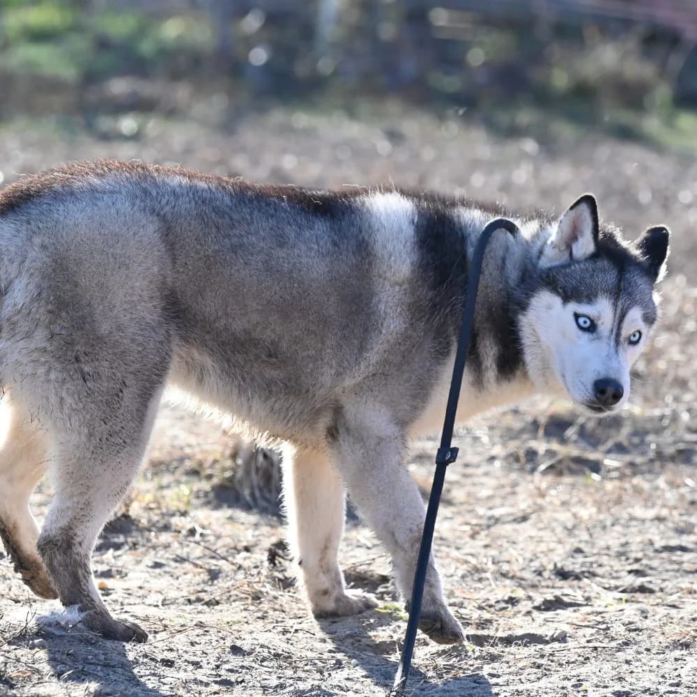 Azula, Husky (description)