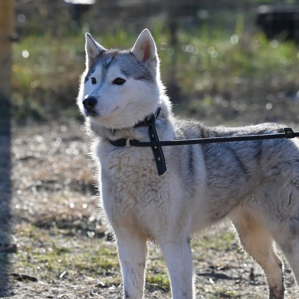 Frida, Husky (description)