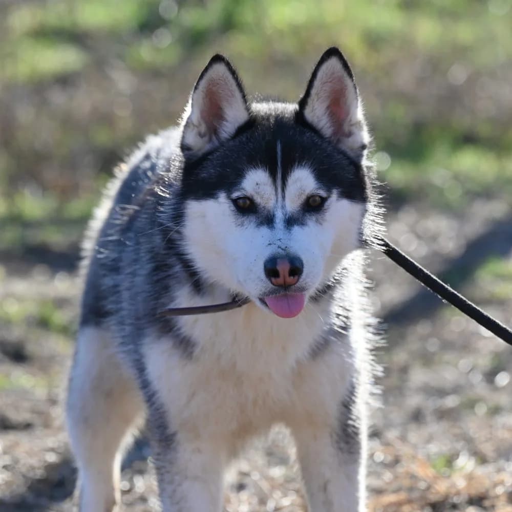 Ruby, Husky (description)