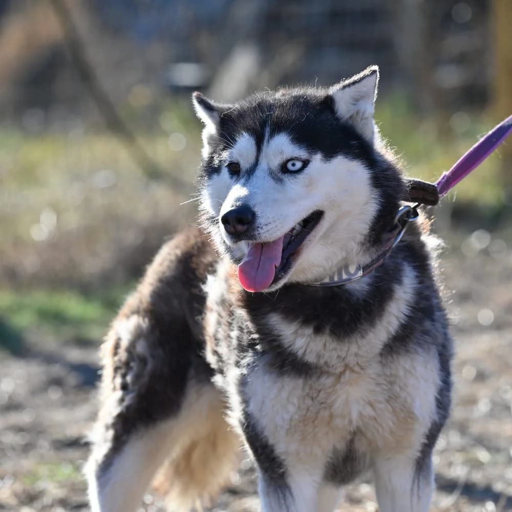 Tika, Husky (description)