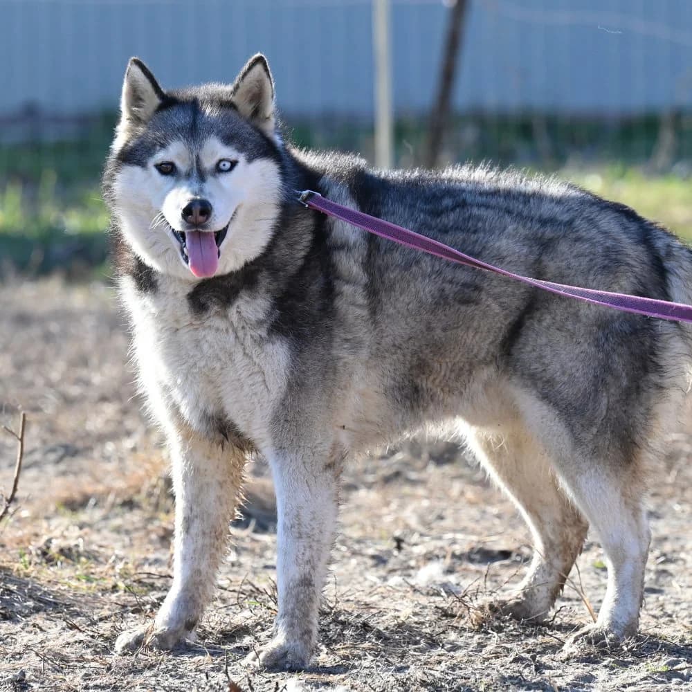 Dragon, Husky (description)