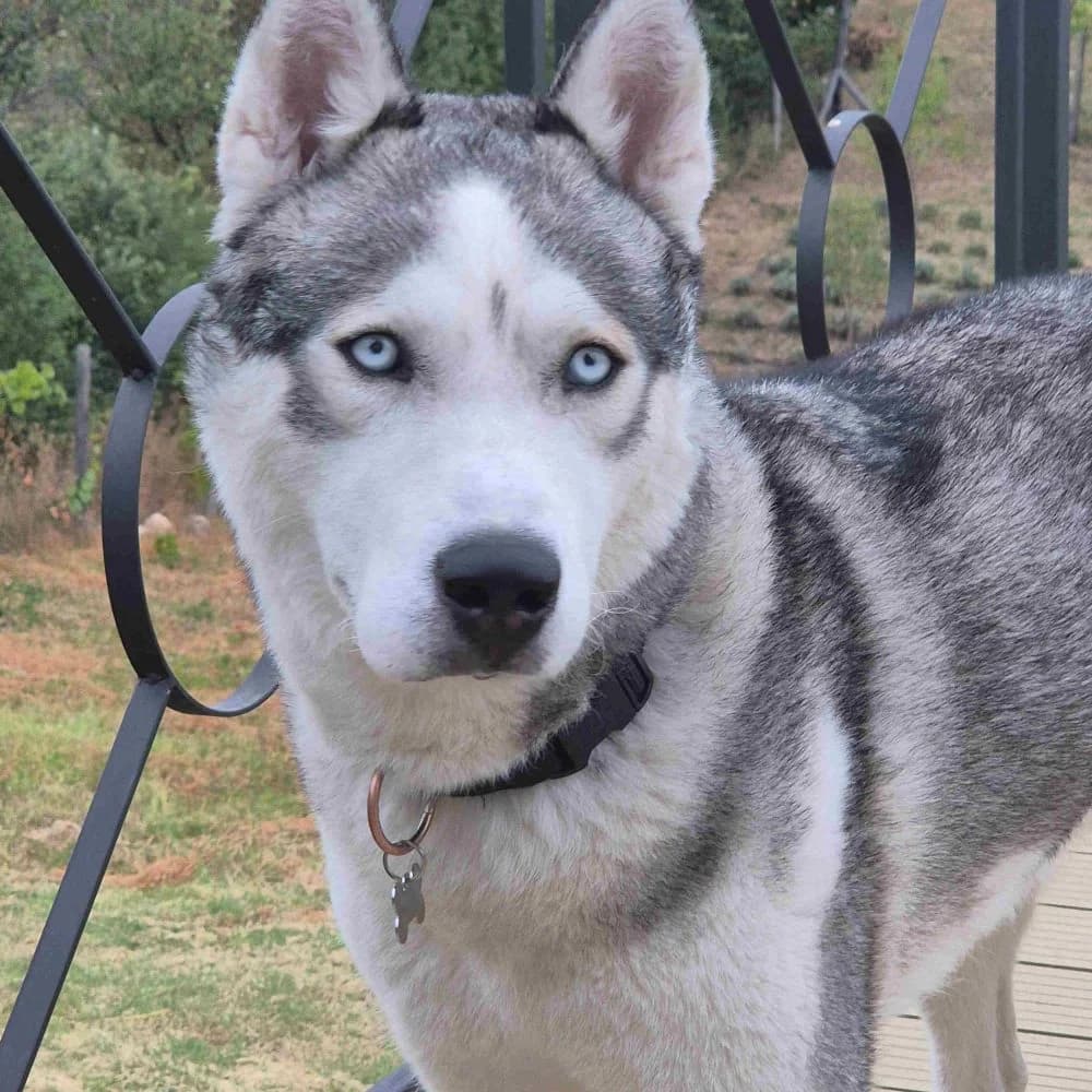 Sky-közvetített, Husky (description)