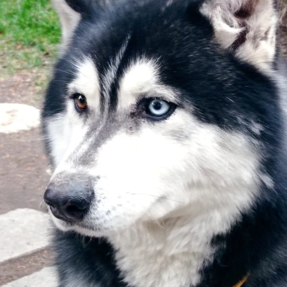 Max-közvetített, Husky (description)