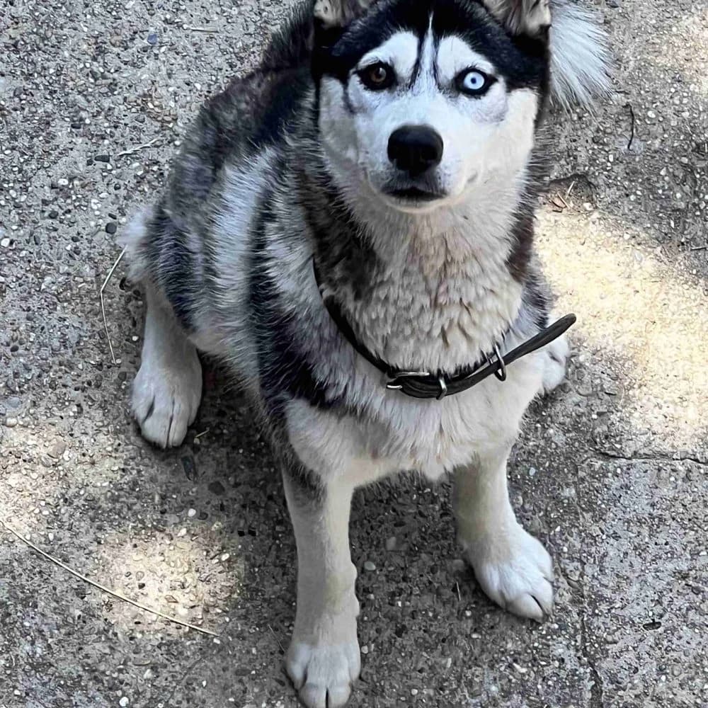 Luna-közvetített, Husky (description)