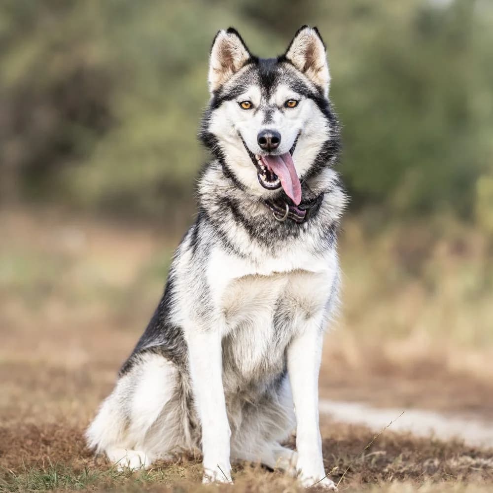 Emma, Husky (description)