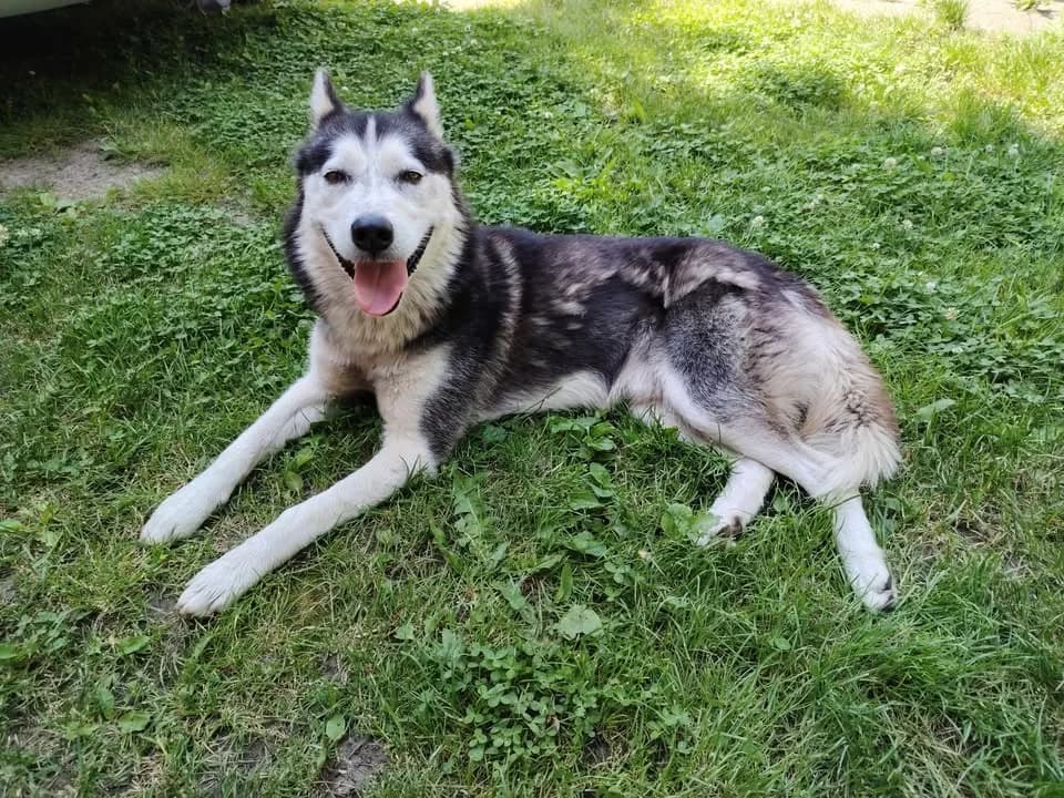 Axel-közvetített, Husky (description)
