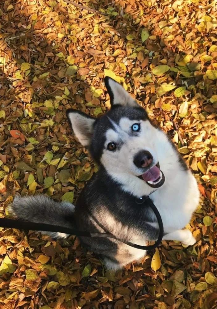 Kókusz-közvetített, Husky (description)