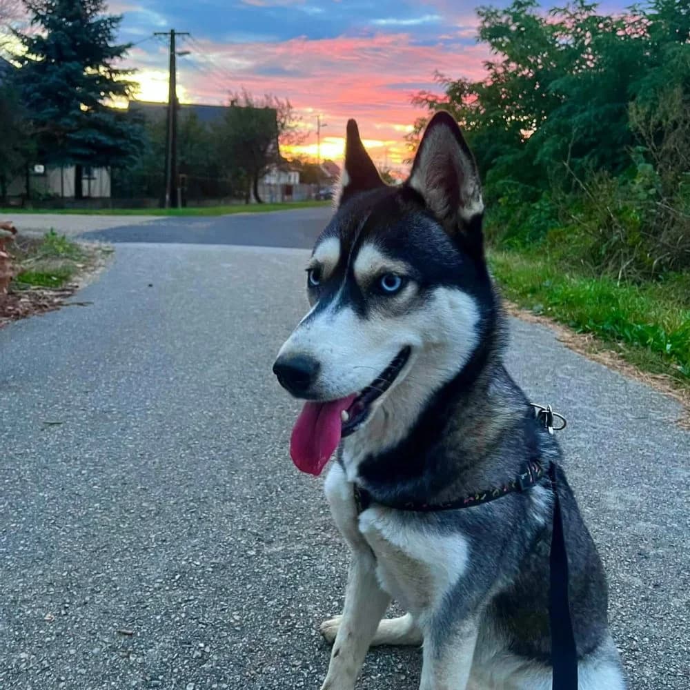 Heidi-közvetített, Husky (description)