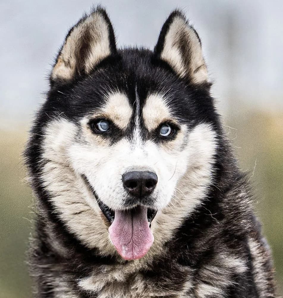 Argosz, Husky (description)