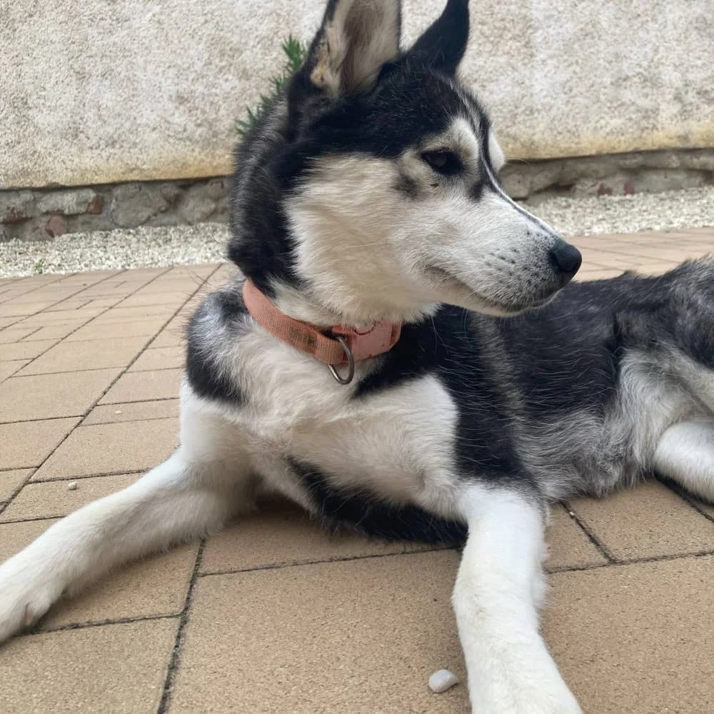 Momó-közvetített, Husky (description)