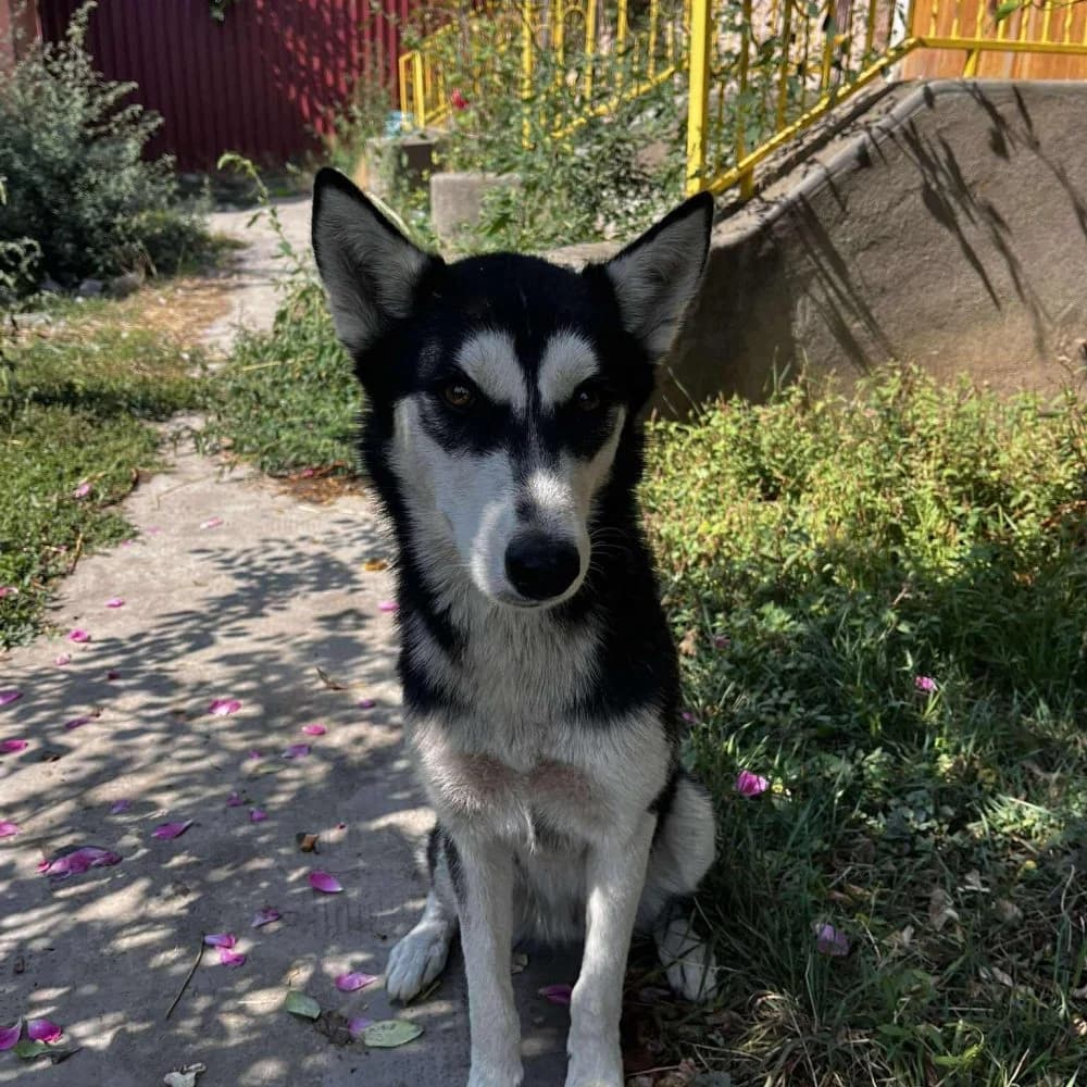 Borsi-közvetített, Husky (description)