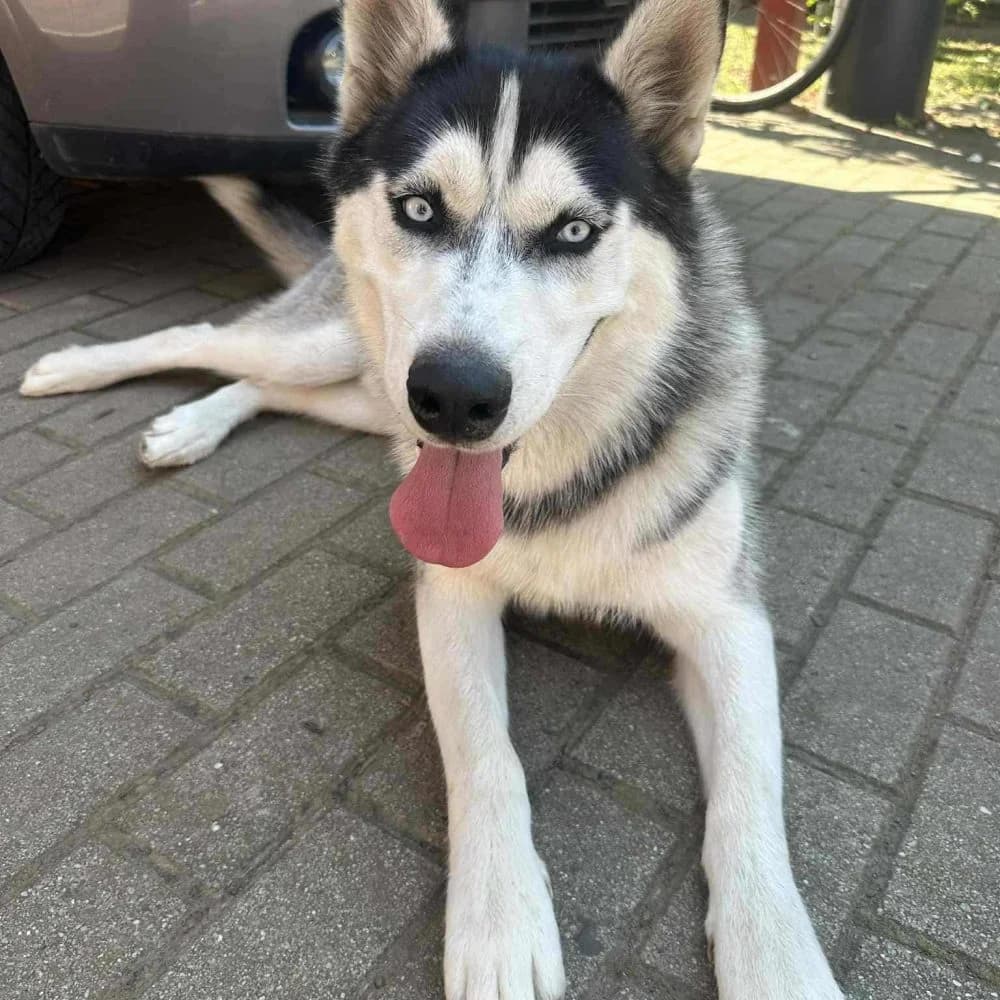 Oszi-közvetített, Husky (description)