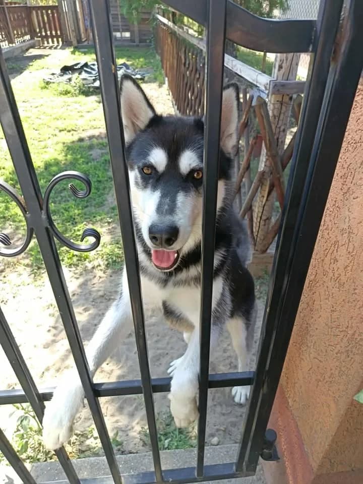 Bogáncs-közvetített, Husky (description)