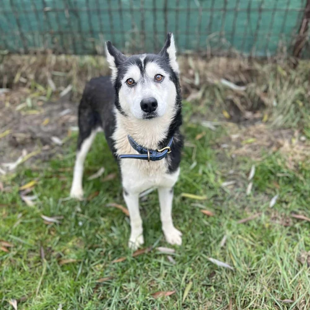 Zoja, Husky (description)