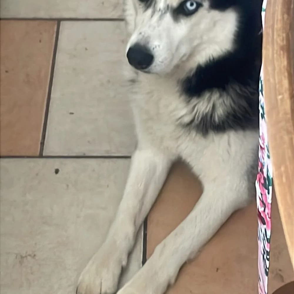 Bella-közvetített, Husky (description)