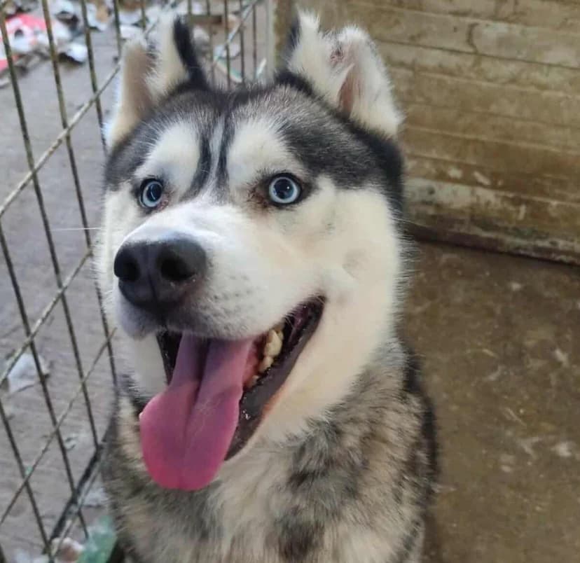Igor, Husky (description)