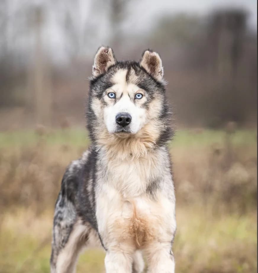 Vazul, Husky (description)