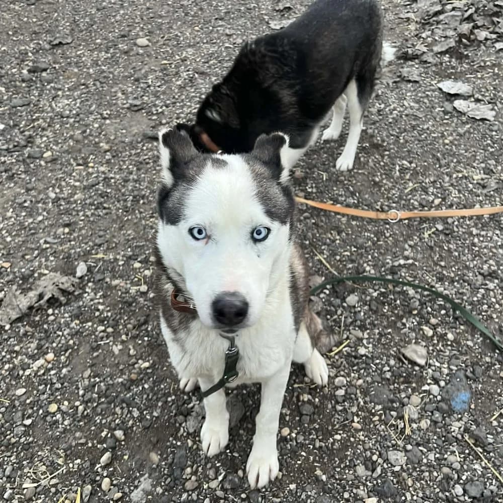 Luca, Husky (description)