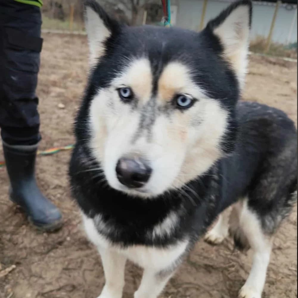 Annie, Husky (description)