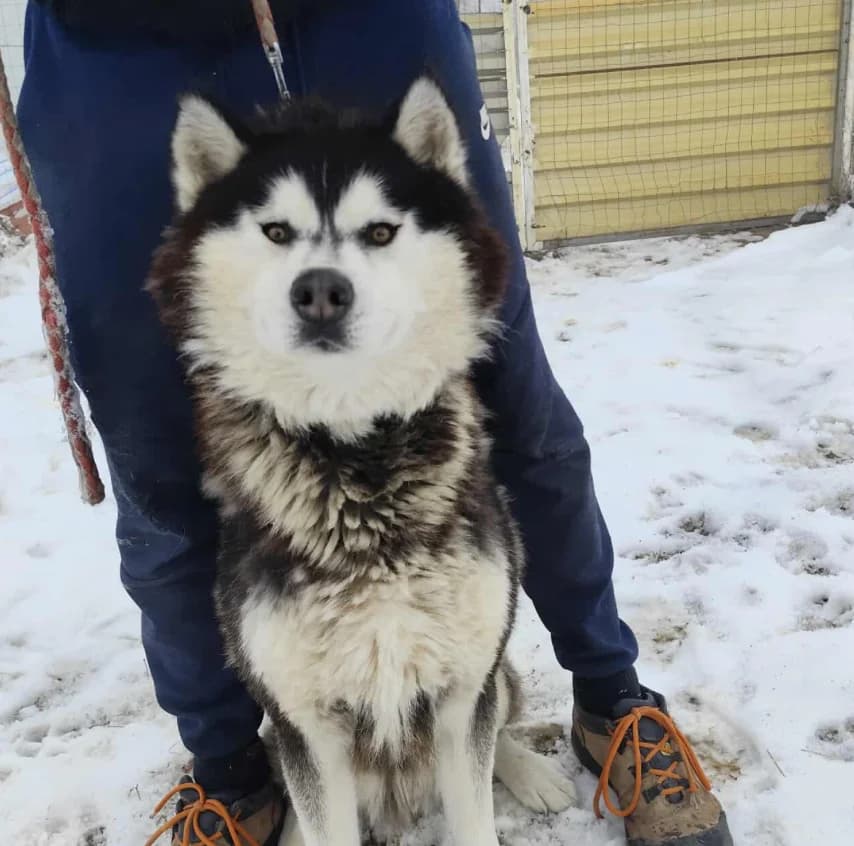Simon, Husky (description)