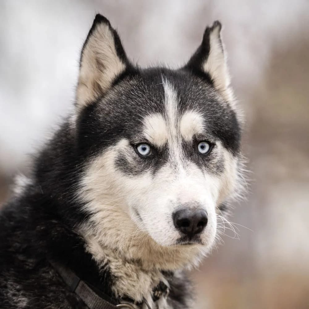 Soma, Husky (description)