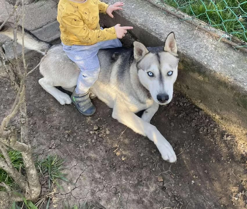 Loky-közvetített, Husky (description)