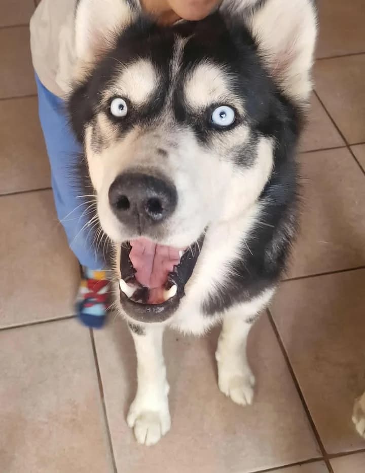 Herceg-közvetített, Husky (description)