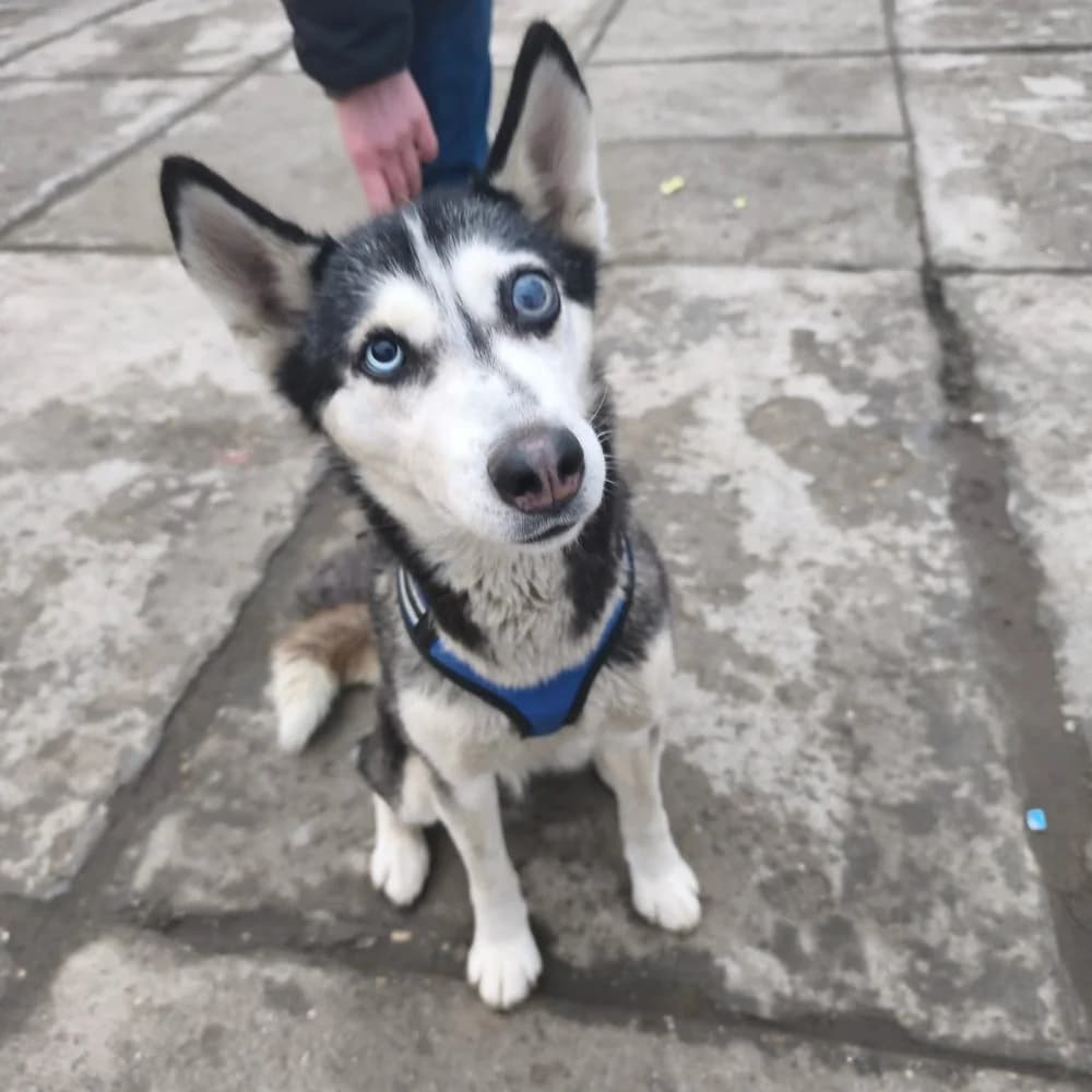 Nelly-közvetített, Husky (description)