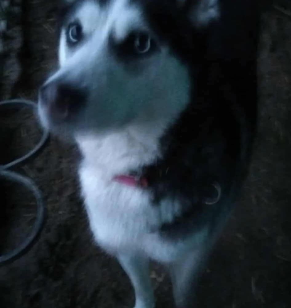 Elza, Husky (description)