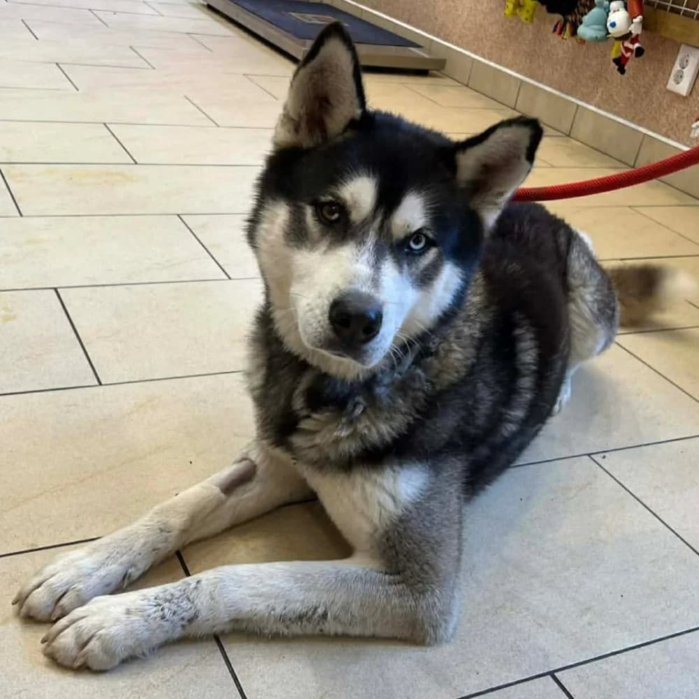 Nanook, Husky (description)