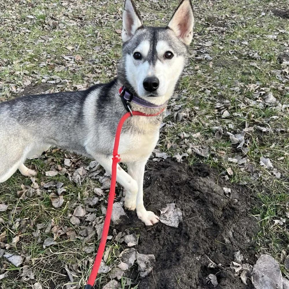 Roxi, Husky (description)